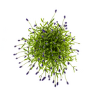 Lavandula angustifolia (Lavendel) – 2 Pflanzen, Ø 19 cm, 40–50 cm hoch