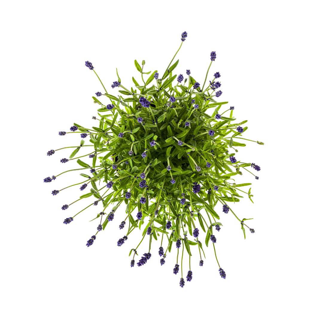 Lavandula angustifolia (Lavendel) – 2 Pflanzen, Ø 19 cm, 40–50 cm hoch – Bild 4