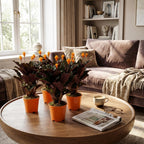 4× Calathea Crocata – Ø14 cm, 40–45 cm hoog