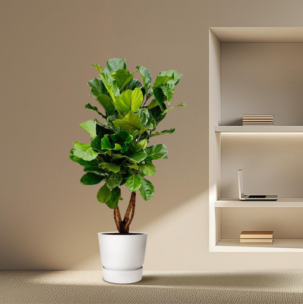 Ficus lyrata verzweigt XL (Geigenfeige) – Ø 34 cm, 170 cm hoch