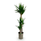 Yucca elephantipes – Ø 24 cm, 140 cm hoch