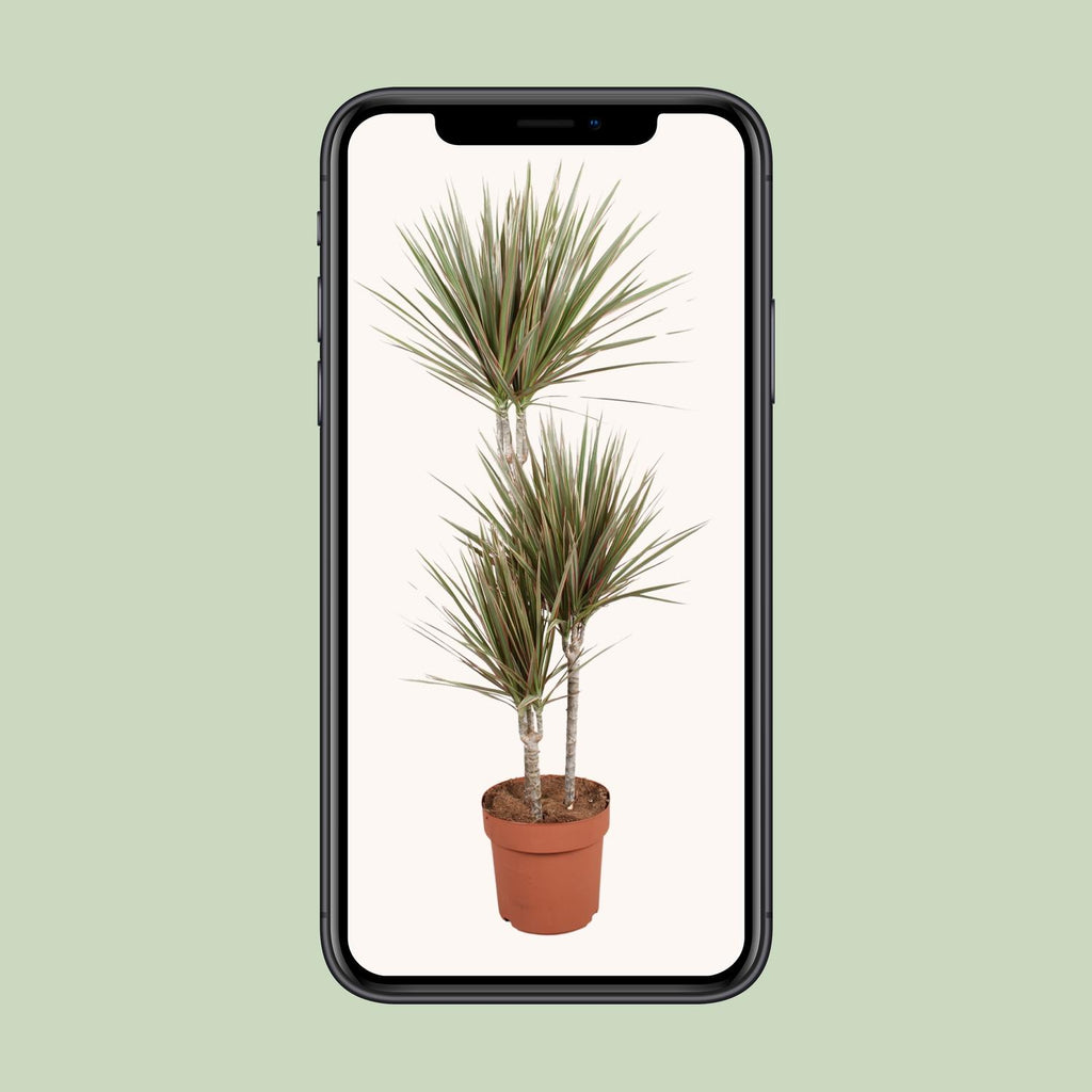 Dracaena Bicolor (drakenboom) – Ø21 cm, 120 cm hoog