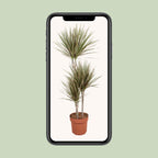 Dracaena Bicolor (drakenboom) – Ø21 cm, 120 cm hoog