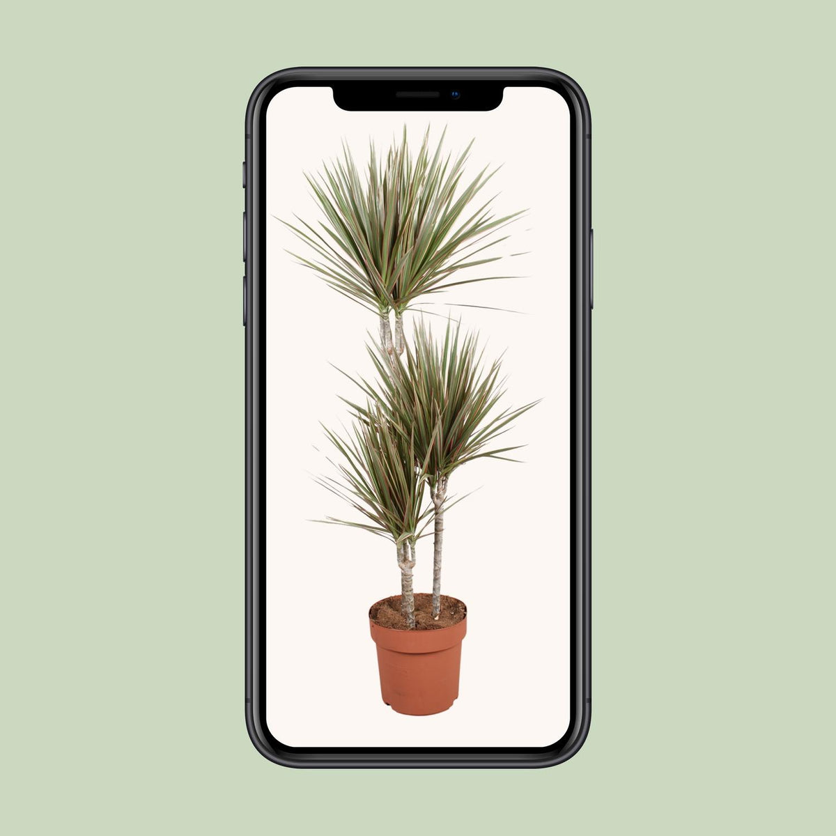 Dracaena Bicolor (Drachenbaum) – Ø 21 cm, 120 cm hoch