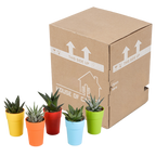Gasteria/Haworthia mix – Ø6 cm, 16 cm hoog