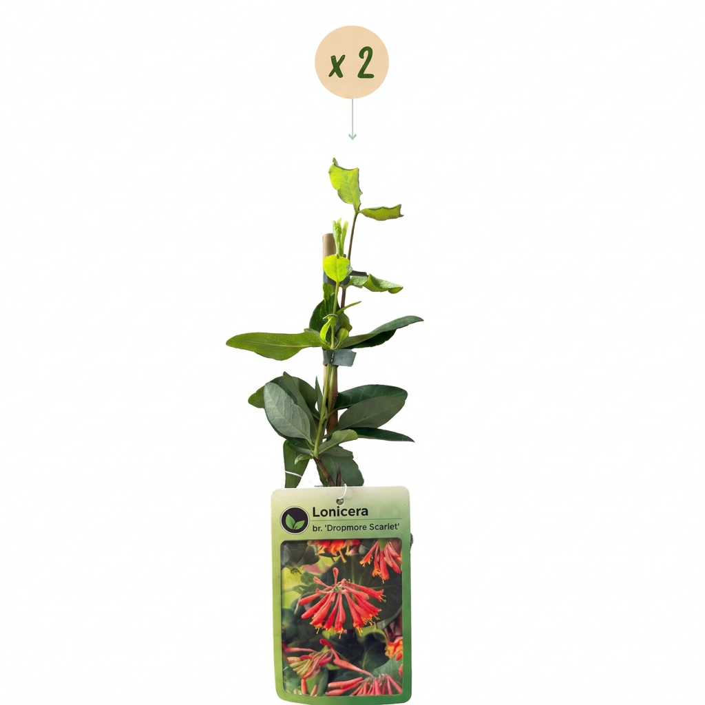 Lonicera × brownii 'Dropmore Scarlet' (chèvrefeuille) – jaune-rouge – 2 plantes, Ø9 cm, 35 cm de haut – photo 2