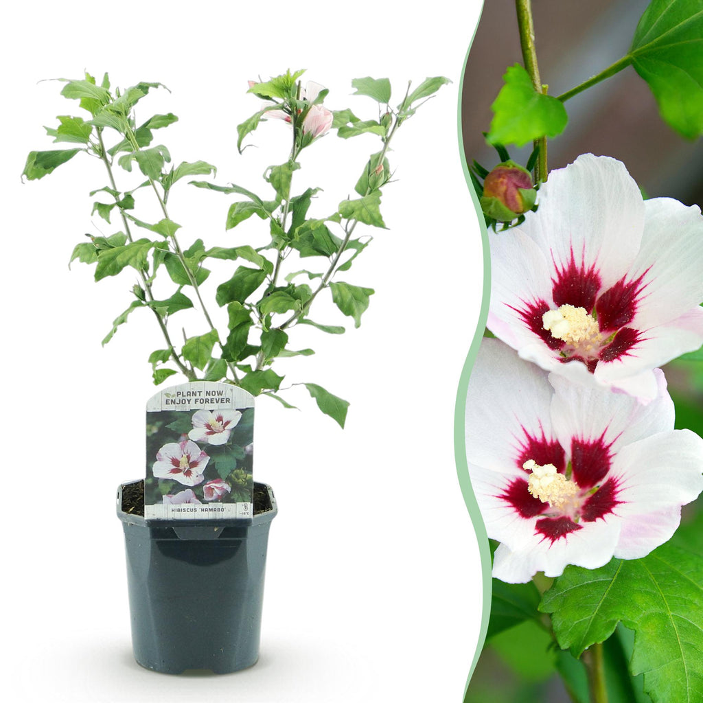 Hibiscus syriacus 'Hamabo' (trädgårdshibiskus) – ljusrosa – Ø17 cm, 45 cm hög