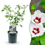 Hibiscus syriacus 'Hamabo' (trädgårdshibiskus) – ljusrosa – Ø17 cm, 45 cm hög