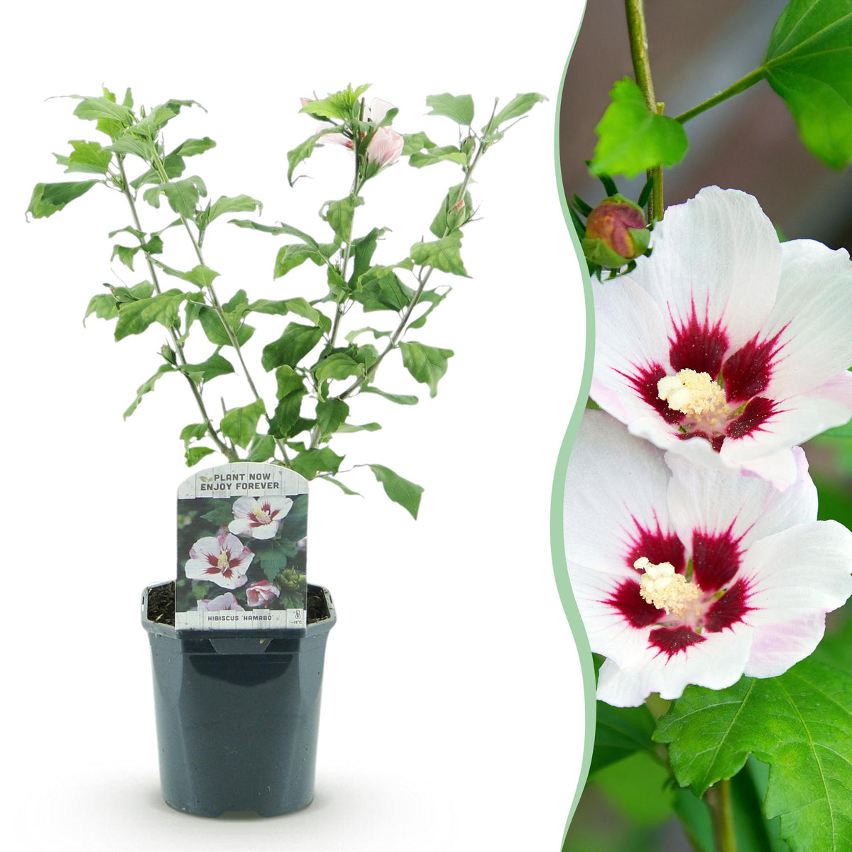 Hibiscus syriacus 'Hamabo' (tuinhibiscus) – lichtroze – Ø17 cm, 45 cm hoog