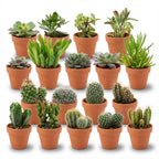 18× Mini Cactus & Succulents Mix (Cactaceae) – Ø8 cm, 5–10 cm tall