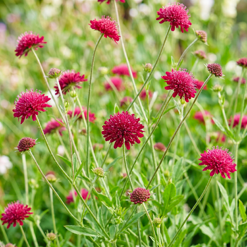 Knautia macedonica (verveine des Balkans) – rouge foncé – 12 plants, Ø11 cm, 15–25 cm de haut – photo 5