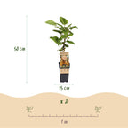 Actinidia 'Weiki & Hayward' (kiwi) – Ø15 cm, 50 cm de haut – art. 59118