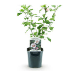 Hibiscus syriacus 'Hamabo' (trädgårdshibiskus) – ljusrosa – Ø17 cm, 45 cm hög