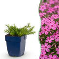 Phlox 'MacDaniel’s Cushion' (flame flower) – dark pink – 6 plants, Ø11 cm, 15–25 cm high