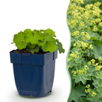 Alchemilla mollis (manteau de Notre-Dame) – jaune – Ø11 cm, 15–25 cm de haut
