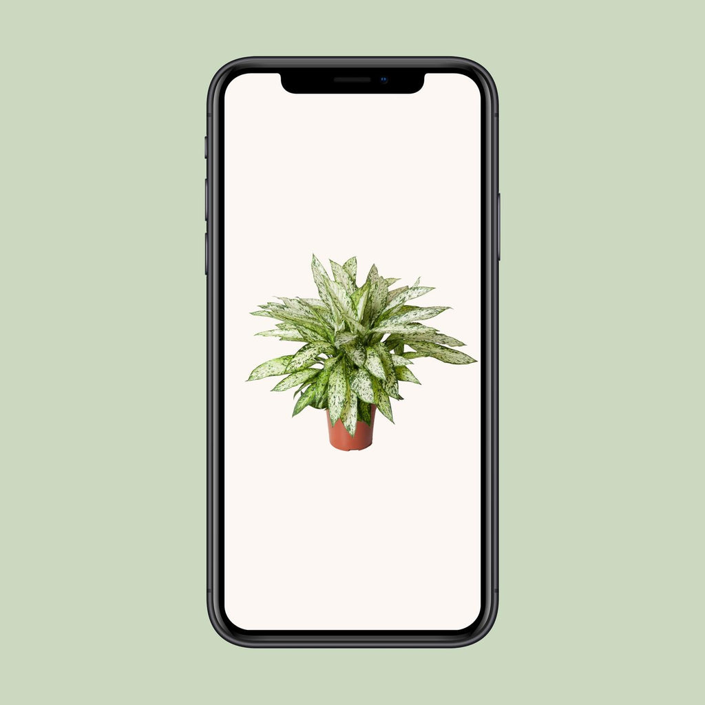 Dieffenbachia Vesuvius – Ø 27 cm, 80 cm hoch