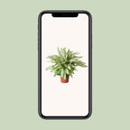 Dieffenbachia Vesuvius – Ø 27 cm, 80 cm hoch