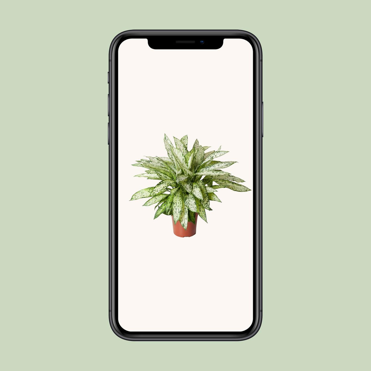 Dieffenbachia Vesuvius – Ø 27 cm, 80 cm hoch