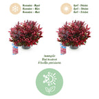 Leucothoe 'Zeblid' – rot – 2 Pflanzen, Ø17 cm, 45 cm hoch