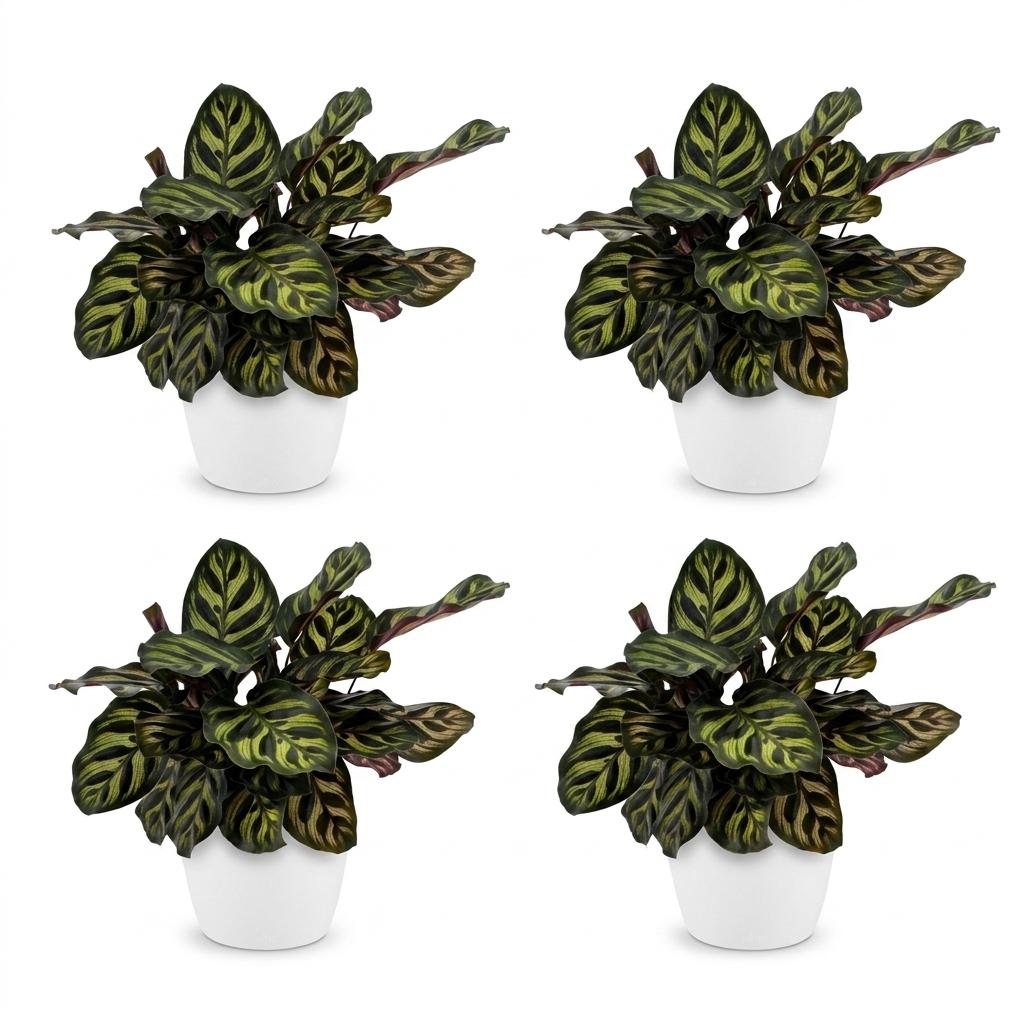 4× Calathea makoyana dans pot décoratif blanc Potter – Ø12 cm, 25 cm de haut