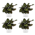 4× Calathea makoyana dans pot décoratif blanc Potter – Ø12 cm, 25 cm de haut