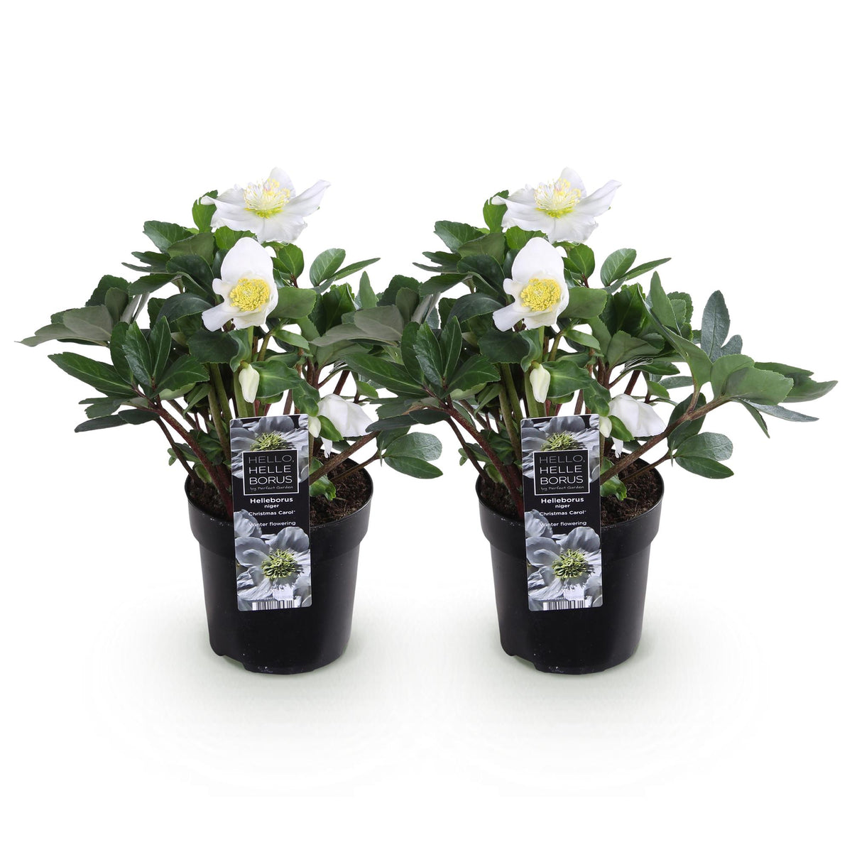 Helleborus 'Christmas Carol' (kerstroos) – 2 planten, Ø11 cm, 25 cm hoog – foto 2