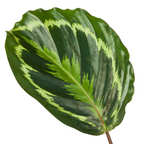 Calathea Medallion – Ø 24 cm, 80 cm hoch