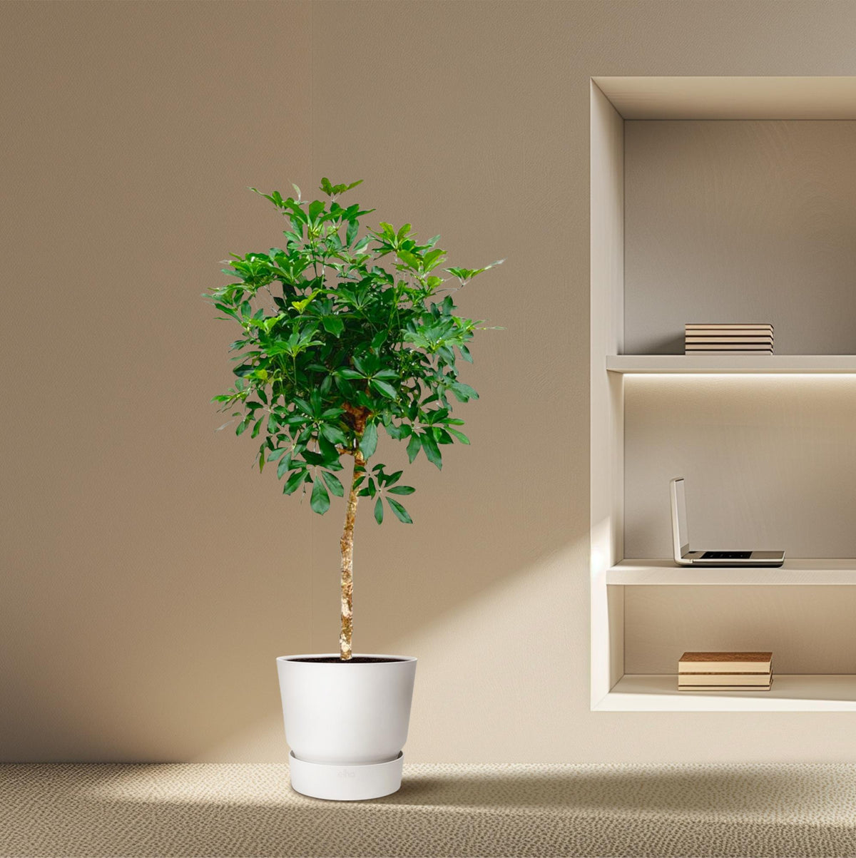 Schefflera op stam (vingersboom) – Ø30 cm, 170 cm hoog