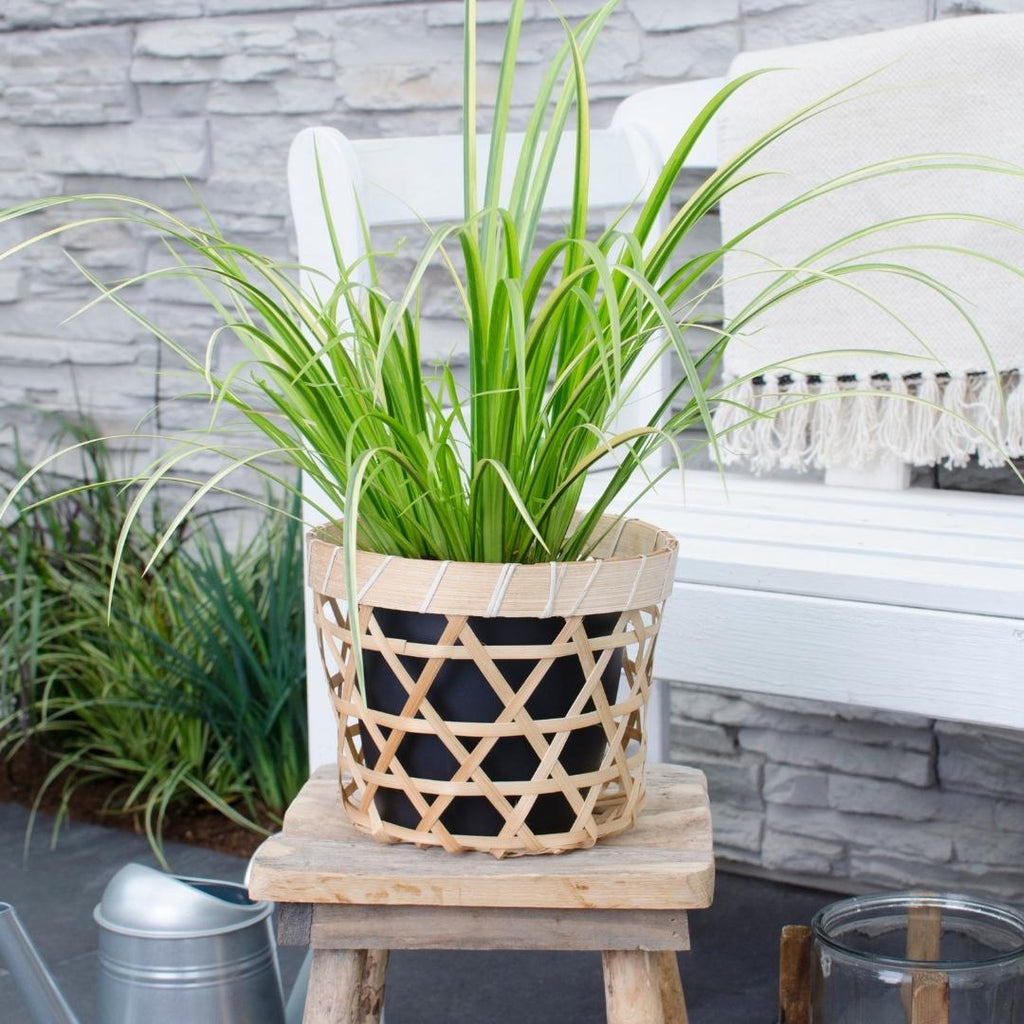 Acorus gramineus 'Ogon' (flamegrass) – 3 plants, Ø14 cm, 30 cm high – photo 3