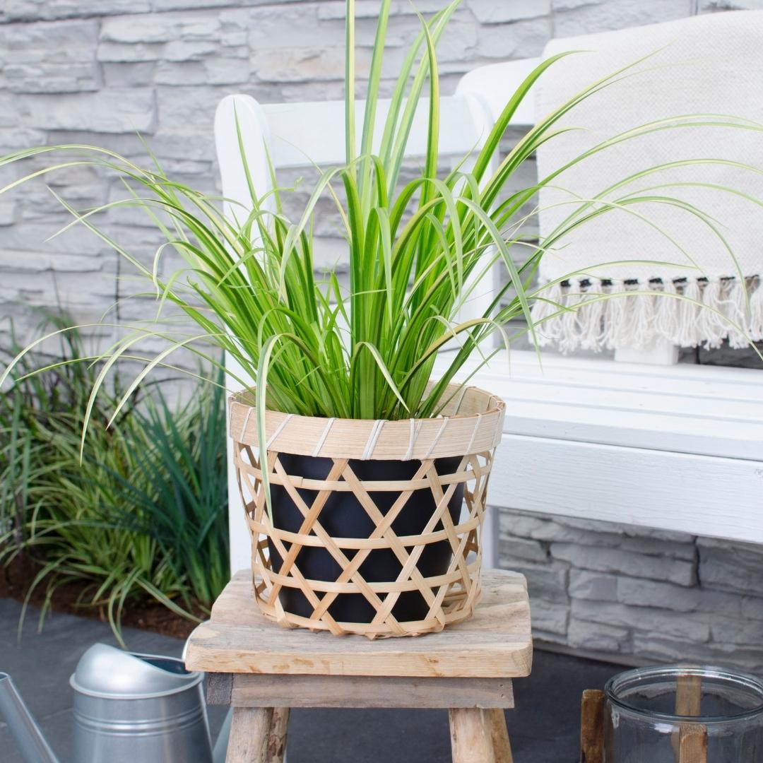Acorus gramineus 'Ogon' (flamegrass) – 3 plants, Ø14 cm, 30 cm high – photo 3