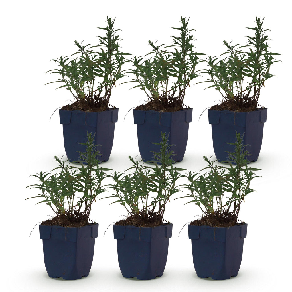 Aster 'Mittelmeer' – lila – 6 Pflanzen, Ø 11 cm, 15–25 cm hoch