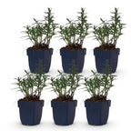Aster 'Mittelmeer' – lila – 6 Pflanzen, Ø 11 cm, 15–25 cm hoch