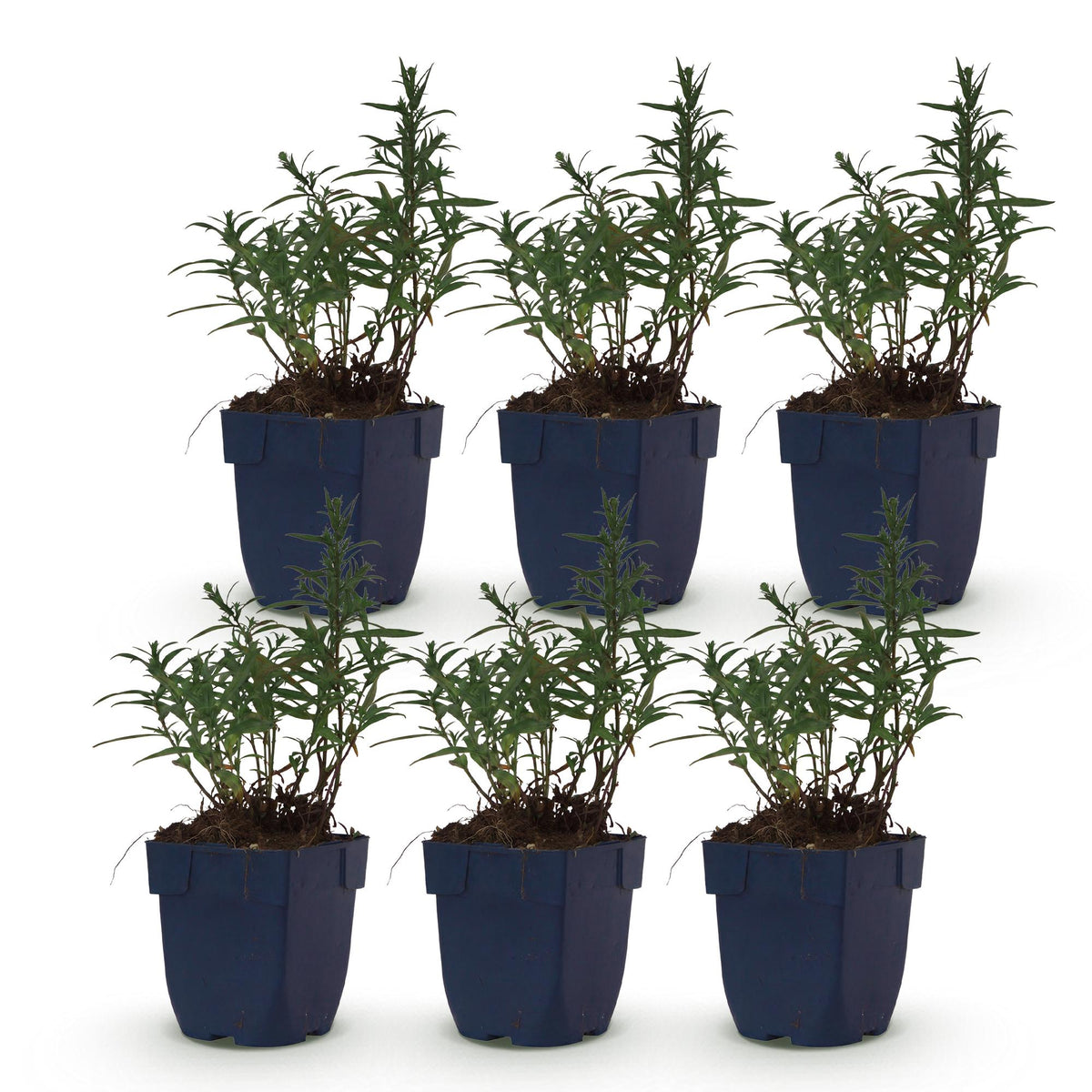 Aster 'Mittelmeer' – paars – 6 planten, Ø11 cm, 15–25 cm hoog