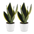 2× Sansevieria Future Superb (svigermors skarpe tunge) i Potter-pyntepotte hvid – Ø12 cm, 35 cm høj