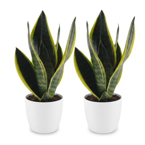 2× Sansevieria Future Superb (Bogenhanf) im weißen Übertopf von Potter – Ø 12 cm, 35 cm hoch