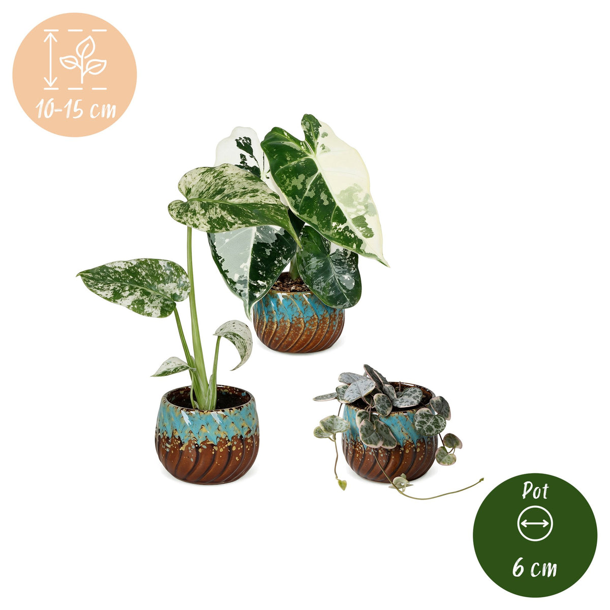 3× jeunes plantes Variegata Mix incl. Copper Reef – Ø6 cm, 10–15 cm de haut