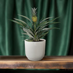 Bromelia Ananas (ananasplante) – Ø12 cm, 30 cm høj
