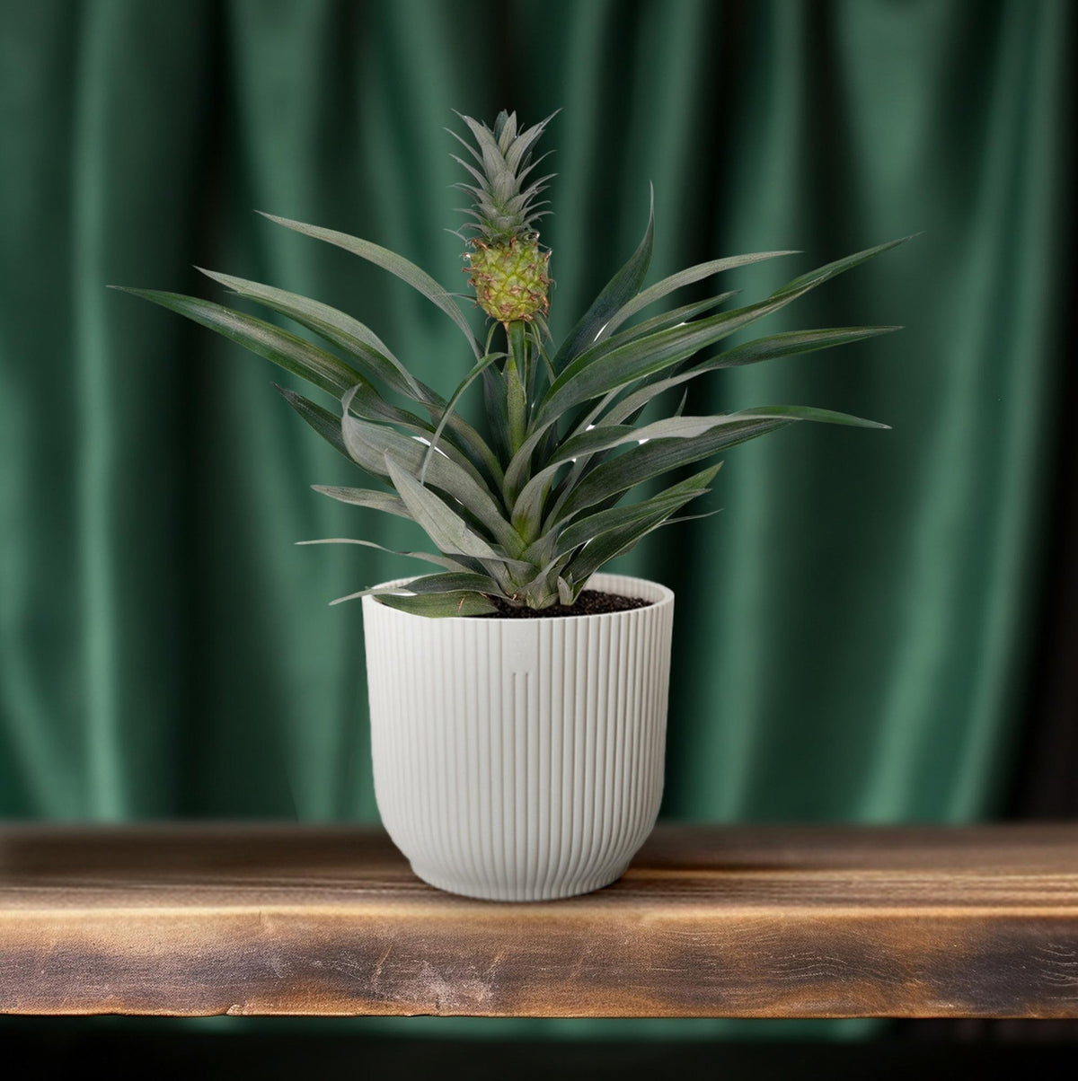 Bromelia Ananas (ananasplante) – Ø12 cm, 30 cm høj