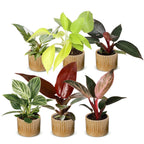 6× Baby Philodendron Family incl. Linnea Honey – Ø6 cm, 10–15 cm tall
