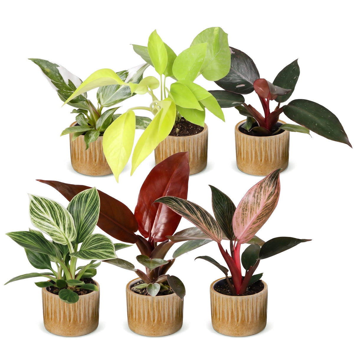 6× Baby Philodendron Family inkl. Linnea Honey – Ø6 cm, 10–15 cm hoch – Bild 2