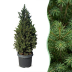 Picea glauca Conica (petit sapin de Noël) – Ø23 cm, 80 cm de haut