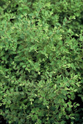Symphoricarpos ch. 'Hancock' (snowberry) – 12 plants, Ø9 cm, 10–25 cm high