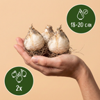 Iris 'Pinball Wizard' – 2 bulbes (taille 18/20)
