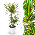 Dracaena Sunray (Drachenbaum) im weißen Potter-Übertopf – Ø 21 cm, 90–100 cm hoch