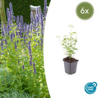 Agastache 'Black Adder' (hyssop) – 6 plants, Ø9 cm, 10–25 cm tall