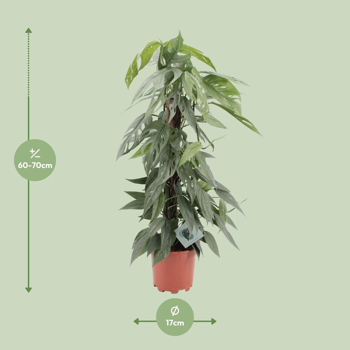 Epipremnum Pinnatum Cebu Blue (scindapsus) – Ø17 cm, 65 cm høj