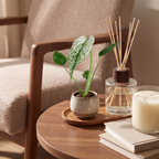 Monstera Devil Monster (plante percée) – Ø6 cm, 18 cm de haut