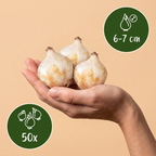 Druifhyacint 'White Magic' – 50 bloembollen (bolmaat 6/7)