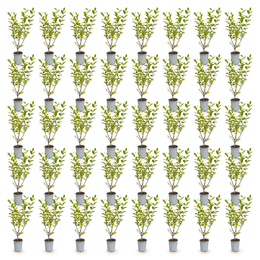 Ligustrum ovalifolium 'Aureum' (variegated privet) – 40 plants, Ø9 cm, 35–45 cm high – photo 2