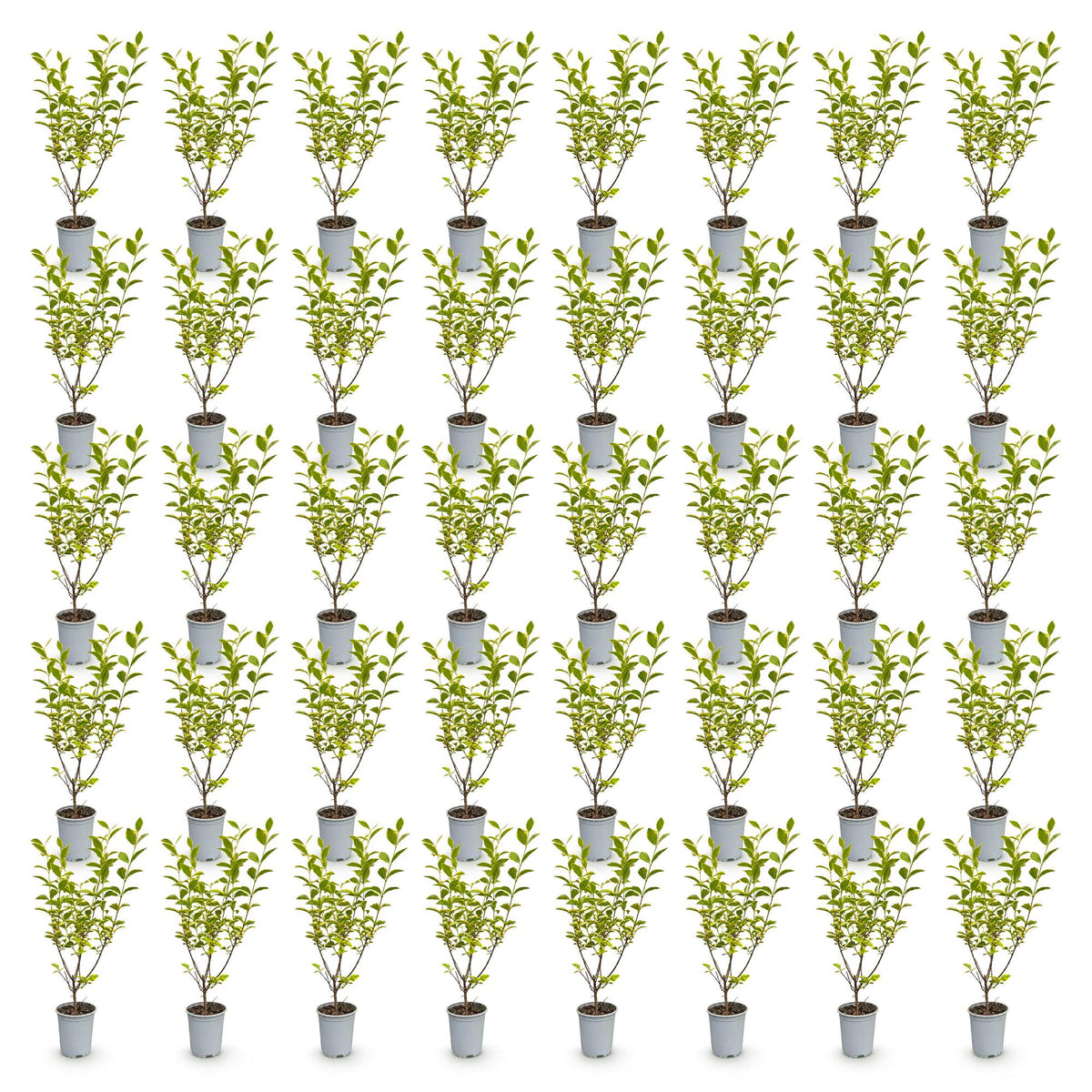 Ligustrum ovalifolium 'Aureum' (variegated privet) – 40 plants, Ø9 cm, 35–45 cm high – photo 2